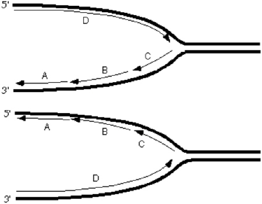 <strong>Exhibit 10A Consider the following diagrams showing a replication fork moving from left to right.The thick lines represent the template/parental strands.The 5' and 3' represent the ends of those template/parental strands. Refer to Exhibit 10A.Which Okazaki fragment was synthesized earliest?</strong> A) A B) B C) C D) D