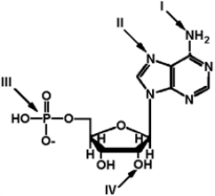 Exhibit 2A The structure of ATP with various groups labeled.Group III is the entire phosphate group. -Refer to Exhibit 2A. Which of the groups could not act as a proton acceptor in a hydrogen bond?