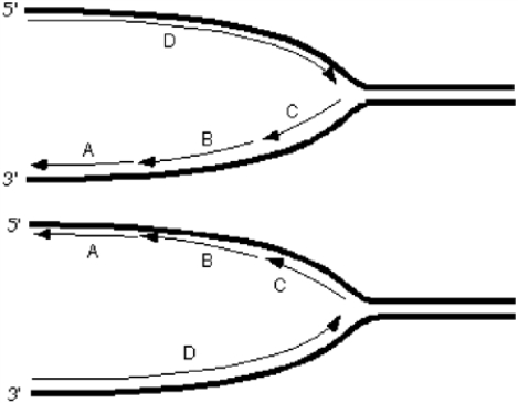 Exhibit 10A Consider the following diagrams showing a replication fork moving from left to right. The thick lines represent the template/parental strands. The 5' and 3' represent the ends of those template/parental strands. -Refer to Exhibit 10A. Which diagram correctly depicts the orientation of the lagging and leading strands on the parentals?