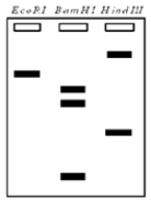 <strong>Exhibit 13D?The plasmid pSU922 is a circular DNA containing 25000 base pairs. The β-gal gene codes for the enzyme β-galactosidase, the product of which will turn bacterial colonies blue when grown in the presence of X-gal; the Amp<sup>R</sup> gene confers ampicillin resistance. Refer to Exhibit 13D. In three separate vessels, the plasmid is treated with the restriction endonucleases EcoRI, BamHI, and HindIII. Which of the following best represents the electrophoretic gel one would see from these digests?</strong> A) B) C) D)