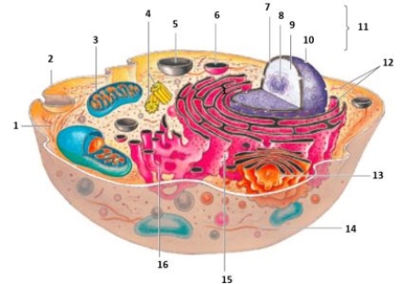 Figure 2-1 All cells are fundamentally similar at a structural level.Using the accompanying diagram of a generalized human cell,name as many of the numbered labels as you can to illustrate this idea.