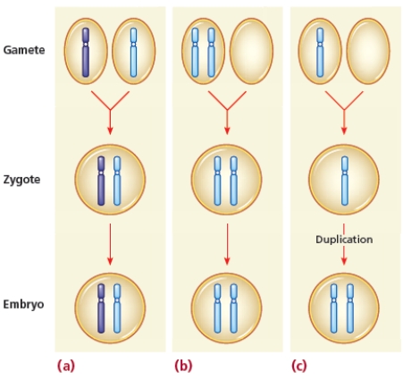 Describe normal embryo formation and two mechanisms of nondisjunction represented in the figure and identify the consequences of these chromosomal anomalies.