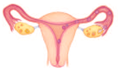 Figure 7.6 The accompanying figure illustrates the process of human development from fertilization to implantation.Describe what happens from day 1 through days 6-7 of this process.