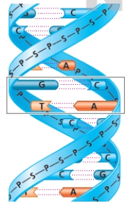Figure 8.10(a) Describe the structure of DNA using the accompanying figure as a reference.
