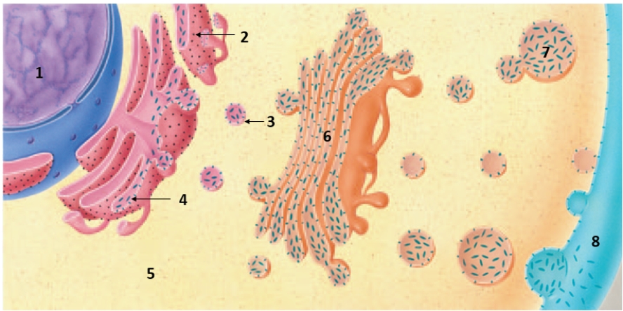 Figure 9.11 Summarize the sequence of processing,sorting,and transport of proteins synthesized in a human cell.Then indicate which cell component corresponds with each number above.
