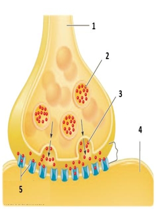 Figure 18.3(a) Identify the numbered items in the accompanying figure.Include the following terms in your description. presynaptic neuron postsynaptic neuron neurotransmitters waiting to be released neurotransmitters released by the nerve impulse synapse receptors with bound neurotransmitters