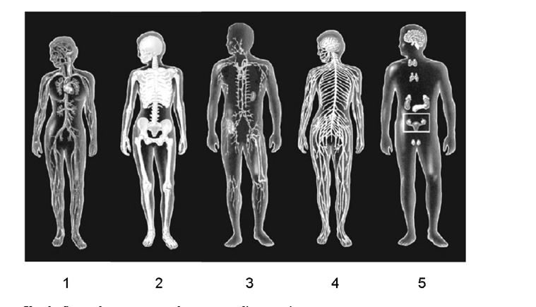 -Which number identifies the system that is primarily responsible for fighting infectious diseases?