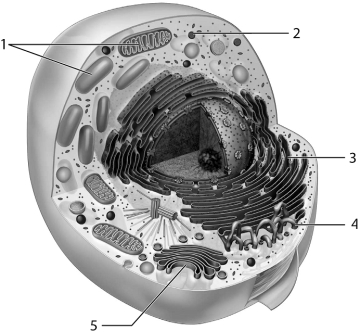 Use the figure above to answer the corresponding questions. -Which number identifies the structure responsible for the synthesis of proteins that end up in secretory vesicles?