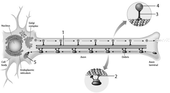 Use the figure above to answer the corresponding questions. -Label 3 identifies