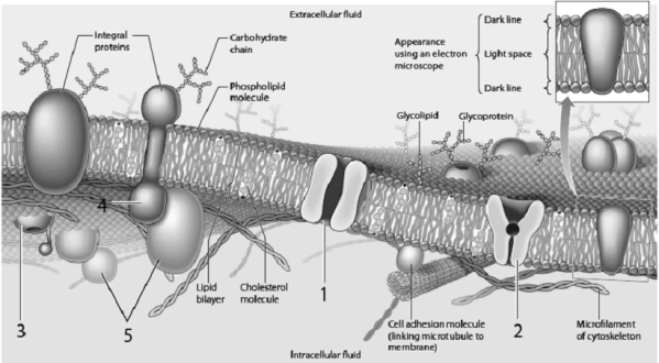 Use the figure above to answer the corresponding questions. -Which protein could be associated with active movement of a substance through the membrane? a.1 b.2 c.3 d.4 e.5