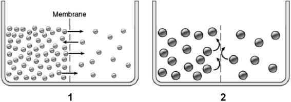 Use the figure above to answer the corresponding questions.Assume the membrane is always permeable to water. -In beaker 1, the solution on the right side of the membrane a.could eventually have the same concentration of green solute particles as the solution on the left side of the membrane b.could eventually have the same osmolarity as the solution on the left side of the membrane c.currently has a lower osmotic pressure than the solution on the left side of the membrane d.is currently losing water e.all of these