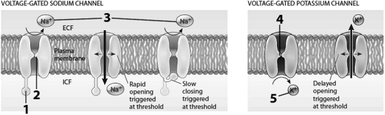 Use these figures to answer the corresponding questions. -The structure labeled 1 is a.part of a chemically-gated channel b.part of a mechanically-gated channel c.the activation gate of a Na+ channel d.part of a chemically-gated channel and the inactivation gate of a Na+ channel e.none of these