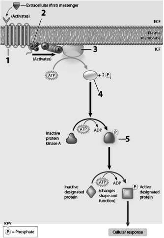 Use this figure to answer the corresponding questions. -Label 3 is a.a second messenger b.a kinase protein c.a G protein d.a G protein coupled receptor e.an effector enzyme