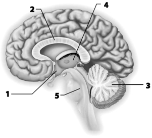 Use this figure to answer the corresponding questions. -Which number identifies the structure that allows the right and left cerebral hemispheres to communicate with one another? a.1 b.2 c.3 d.4 e.5