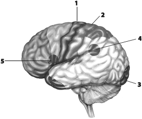 Use this figure to answer the corresponding questions. -Which number identifies the region that allows a person to see the figure on this page? a.1 b.2 c.3 d.4 e.5