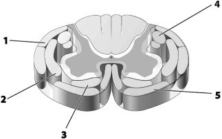 Use this figure to answer the corresponding questions. -Which number identifies the tract that conducts impulses to the brain that are perceived as pain? a.1 b.2 c.3 d.4 e.5