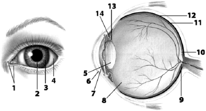    Use the figure above to answer the corresponding questions. -Match the following structures with the appropriate letter.Some letters may be used more than once.  ______Posteriar cantinuation of the carnea _______Cantracts and relazes far clear facusing _______Partrespansible far different eye colars _______The anly item labeled that is not a physical structure _______The blind spot _______Fluid that is continually repiaced _______Becomes taut when viewrin dbjects far avay _______Repion that cantans anly cane photareceptors _______Repian that contains all types af phatoreceptors _______Prachuces the fluid that contacts the carmea _______The non-retinal layer closest to rods and canes _______Faund within the macula lutea _______Cantracts different muscles to adjust the amaunt of light entering the vitreaus humor
