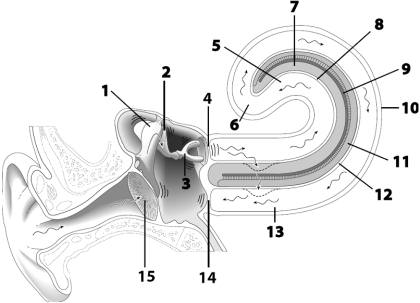 Use the figure above to answer the corresponding questions. -Match the following structures with the appropriate letter.Some letters may be used more than once. ______Chamber that contans hair cells for hearng ______Membrane in which steracilia for hearing are embedded ______Number identifying the helicotrema ______Cantains endolymph ______Identifies the oval wincow ______Identifes the orpan that contains hair cells sensitive to 50 u n d vibrations