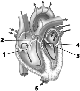 Use this figure to answer the corresponding questions. -The structure labeled 1 a.allows blood to pass into the ventricle b.has deoxygenated blood flowing past it c.is connected to chordae tendineae d.all of these e.none of these