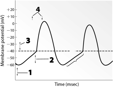 Use this figure to answer the corresponding questions. -This graph shows the electrical activity for one of the heart's a.Purkinje fibers b.pacemaker cells c.contractile cells d.ventricular cells e.pacemaker and ventricular cells