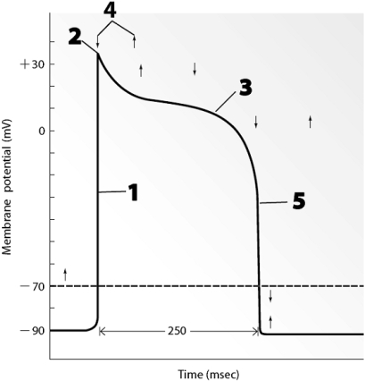 Use this figure to answer the corresponding questions. -This graph shows the electrical activity for one of the heart's a.contractile cells b.pacemaker cells c.autorhythmic cells d.contractile and autorhythmic cells e.pacemaker and autorhythmic cells