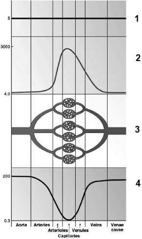 Use this figure to answer the corresponding questions. -Number ____ identifies the linear velocity of flow in mm/sec, while number ____ identifies the blood flow rate in liters/min. a.1, 2 b.2, 1 c.3, 1 d.4, 1 e.2, 4