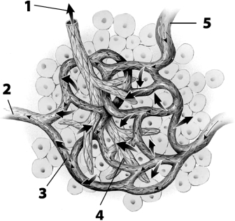 Use this figure to answer the corresponding questions. -Which vessels contain red blood cells? a.vessels 1, 2, and 3 b.vessels 2, 3, and 4 c.vessels 2, 3, and 5 d.vessels 2, 3, 4, and 5 e.vessels 1, 2, 3, and 5