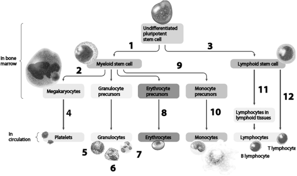 Use this figure to answer the corresponding questions. -Which numbers identify the specific cell affected in mononucleosis?