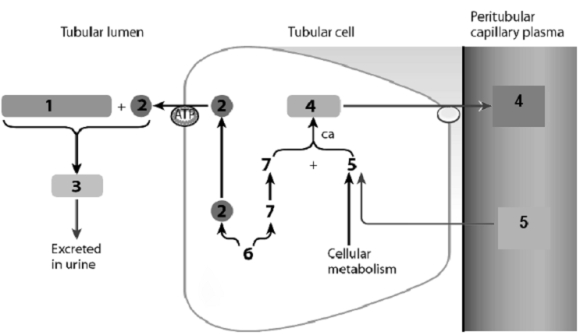 Use this figure to answer the corresponding questions. -In this figure ____________________ is labeled number ____ and is being reabsorbed, while ____________________ labeled number ____ is being secreted.
