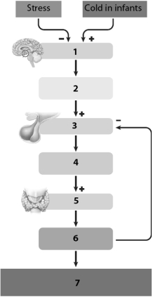 Use this figure to answer the corresponding questions. -The target of TSH is the ____________________, which is labeled number ____.