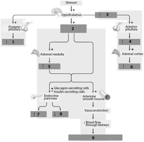 Use this figure to answer the corresponding questions.Pay close attention to the small arrows within each box on the figure when answering the questions below. -____________________ (labeled number ____) and ____________________ (labeled number ____) cause an endocrine gland to secrete a hormone.