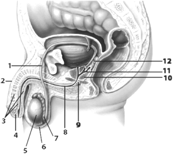 Use this figure to answer the corresponding questions.Names and numbers can be used more than once. -Impulses from the ____________________ (labeled # ____) reach the erection-generating center in the spinal cord and initiate a reflex that promotes erection.