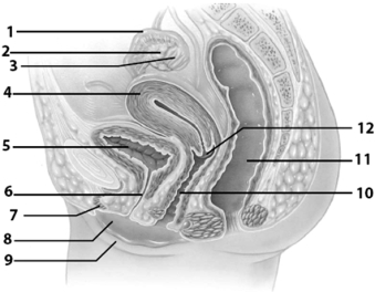 Use this figure to answer the corresponding questions.Names and numbers can be used more than once. -The ____________________ (labeled # ____) and the ____________________ (labeled # ____) are lined with cilia that either help move items into or through part of the reproductive tract.