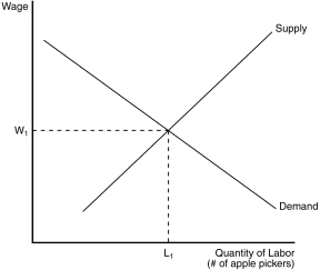 Figure 18-2 -Refer to Figure 18-2.If the apple pickers start working fewer hours (by taking more vacation time),the equilibrium wage will