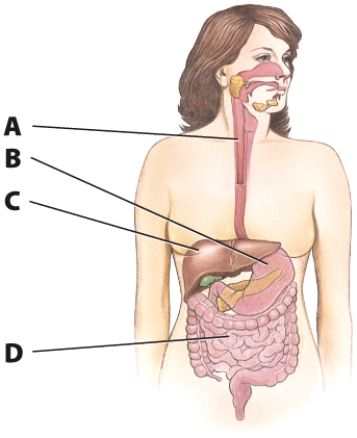 Indicate the name of each of the marked organs and describe each organ's function in the digestive system.  <div style=padding-top: 35px> 