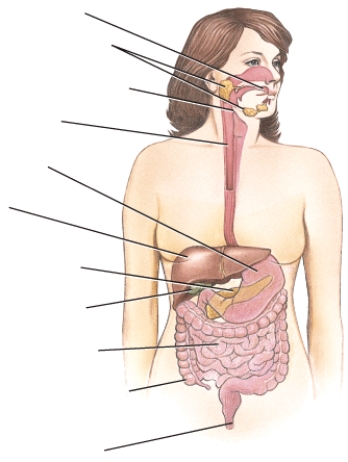 Identify each of the structures within the digestive system.  <div style=padding-top: 35px> 