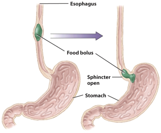 Describe how food moves from the esophagus into the stomach.  <div style=padding-top: 35px> 