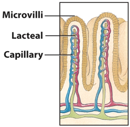 Explain how the structure of the small intestine relates to its function in absorption. Include a description of brush border, villi and microvilli, lacteal, and capillary.  <div style=padding-top: 35px> 