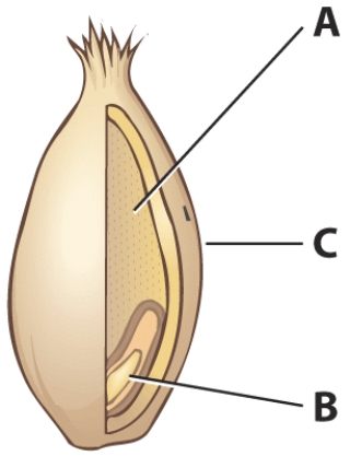 <strong>Which section of the kernel is a rich source of vitamin E? </strong> A) A B) B C) C D) D