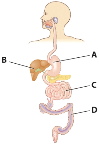 <strong>Most starch digestion and breakdown of disaccharides occurs in which section of the GI tract? </strong> A) A B) B C) C D) D