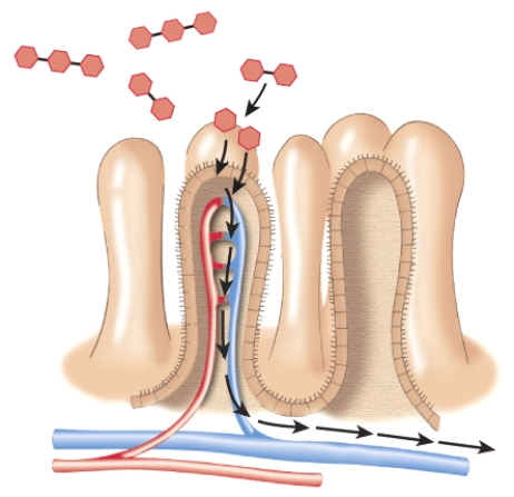 Describe how starch is digested and absorbed at this location.