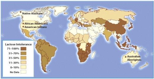 <strong>Which of the following statements regarding the incidence of lactose intolerance is incorrect? </strong> A) Native Alaskans have the lowest incidence of lactose intolerance. B)This map illustrates the dramatic variation in the incidence of lactose intolerance worldwide. C) Different races and ethnicities have varying rates of incidence of lactose intolerance. D) Those living in South America have the lower incidence of lactose intolerance than those living in southern Africa.