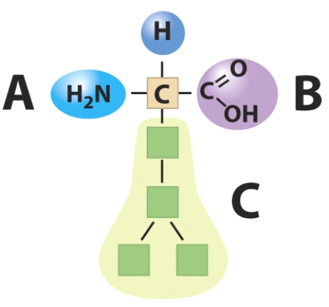 Indicate each of the general structures for a, b, and c.