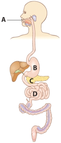 <strong>Review where digestive processes of protein occur. Select the letter that indicates where transport proteins move the products of protein digestion into the mucosal cell. </strong> A) A B) B C) C D) D