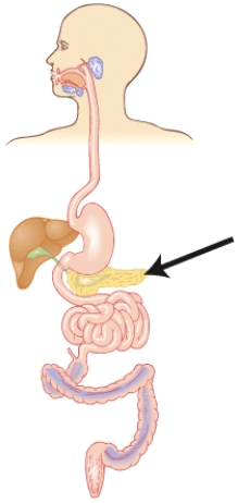 <strong>Which of the following statements is true regarding this organ? </strong> A) It releases bile to aid in the absorption of fat-soluble nutrients. B) Some niacin is absorbed here. C) It secretes digestive enzymes that aid in the release of vitamins from the food. D) The bacteria here synthesize small amounts of vitamin B₁₂.
