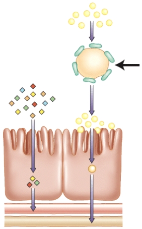 <strong>Which of the following statements is true regarding this structure? </strong> A) Vitamin E would be incorporated into this micelle for transport to the brush border. B) Niacin would be incorporated into this chylomicron for absorption into the blood capillary. C) Vitamin A would be incorporated into this chylomicron for transport to the microvilli. D) None of these statements are true regarding the highlighted structure.