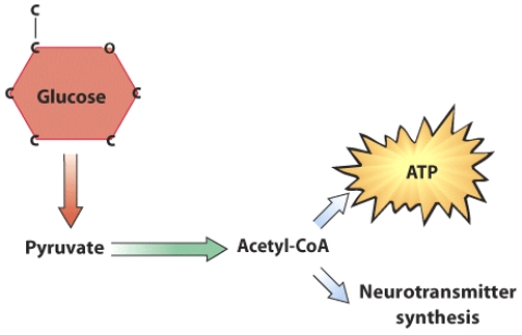 <strong>The active ______ coenzyme is needed to convert pyruvate into acetyl-CoA. </strong> A) folate B) niacin C) riboflavin D) thiamin