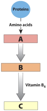 <strong>Based on the content in this visual, identify each of the three labeled parts in A:B:C order. </strong> A) cysteine: homocysteine: methionine B) homocysteine: cysteine: methionine C) methionine: homocysteine: cysteine D) methionine: cysteine: homocysteine