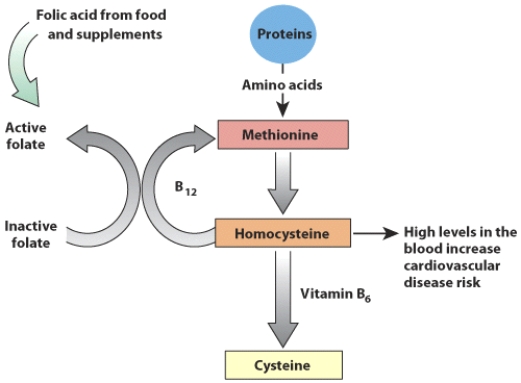 Based on the information depicted in this visual, describe how a deficiency or toxicity of either folate or vitamin B₁₂ can affect the functionality of the other.