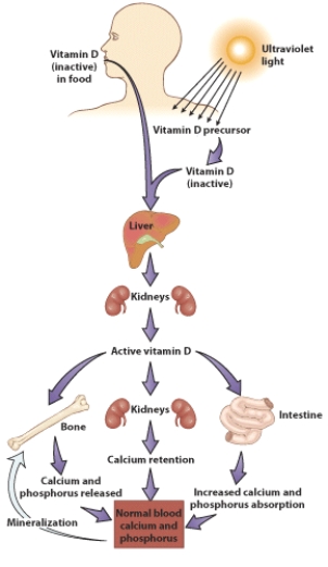 <strong>Based on the visual, what effect does active vitamin D have at the small intestine level? </strong> A) Active vitamin D increases the absorption of calcium and phosphorus. B) Active vitamin D stimulates calcium retention. C) Inactive vitamin D is activated. D) Inactive vitamin D releases calcium and phosphorus into the blood.
